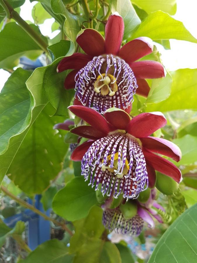 Sea Flower Villa Bali Crete فيلخاذا المظهر الخارجي الصورة